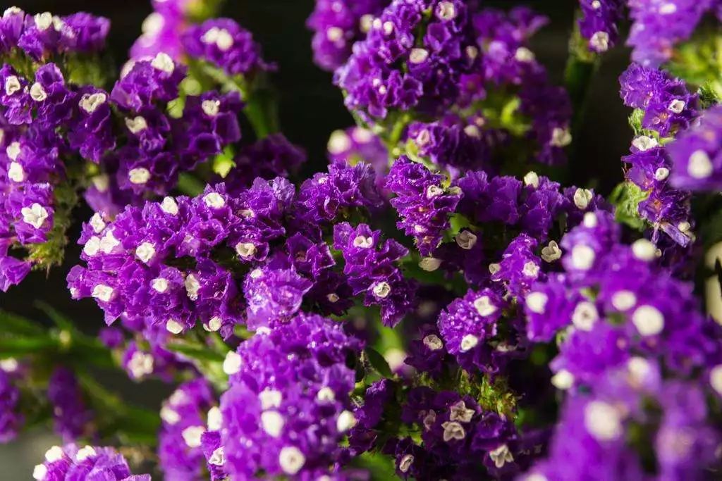 花之声新疆歌曲,花之声完全版原唱