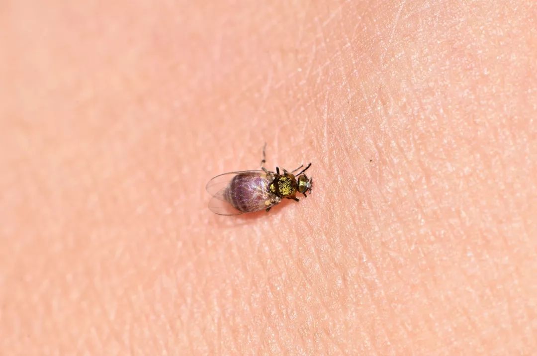 和隐翅虫差不多的黑色吸血虫,少见的吸血虫