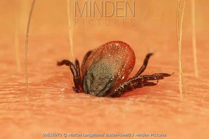 和隐翅虫差不多的黑色吸血虫,少见的吸血虫