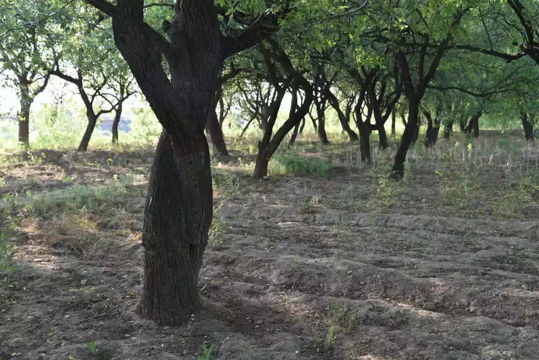 等你！认领相枣树，延续你与它的千年之约~