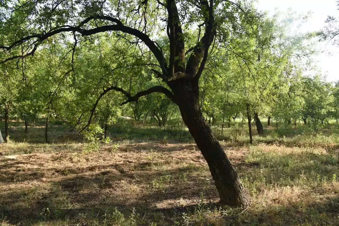 等你！认领相枣树，延续你与它的千年之约~