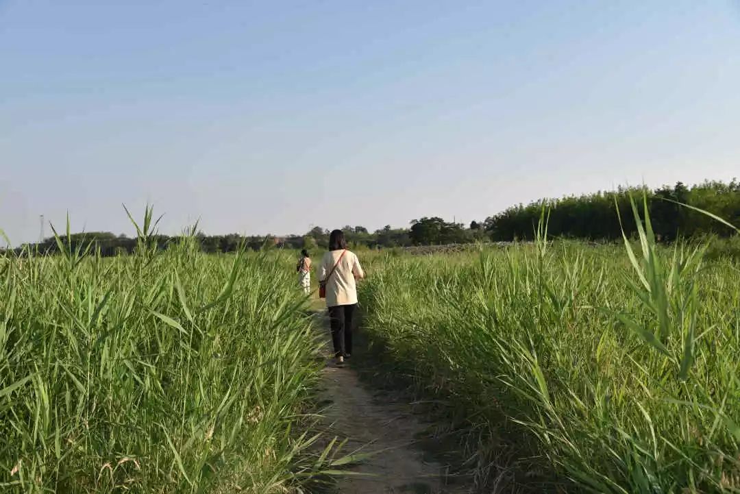 等你！认领相枣树，延续你与它的千年之约~