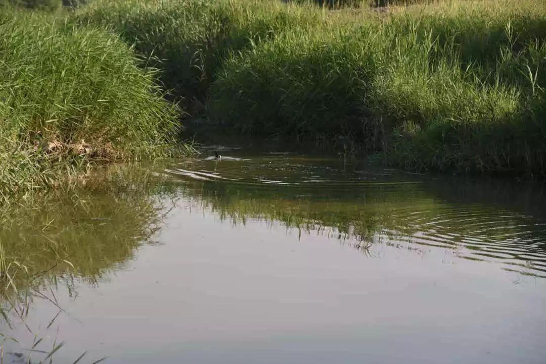 等你！认领相枣树，延续你与它的千年之约~