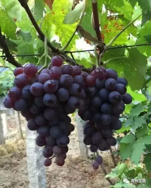 在青州买的特产,青州一日游必买景点