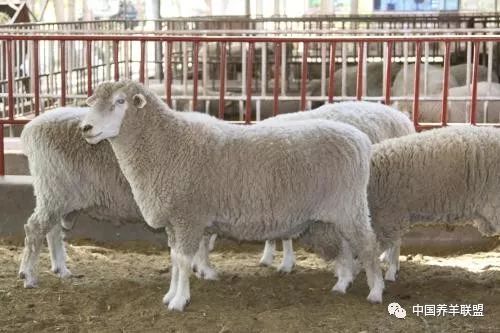 养羊技术养羊饲料配方,养羊技术大全视频