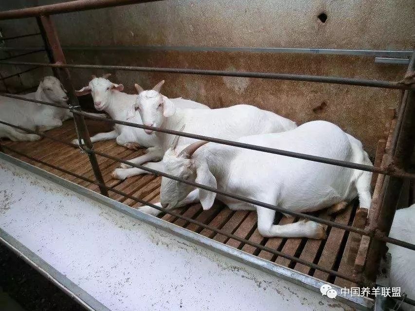 养羊技术养羊饲料配方,养羊技术大全视频