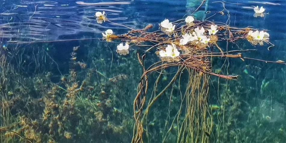 泸沽湖2月开花吗,泸沽湖等你