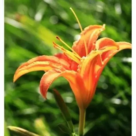 旅发大会沽源,张家口沽源旅发大会