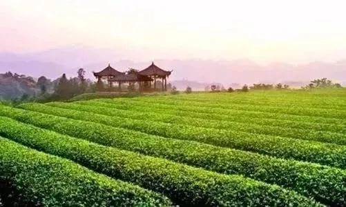 雅安的蒙顶山茶,雅安蒙顶山的什么茶最出名