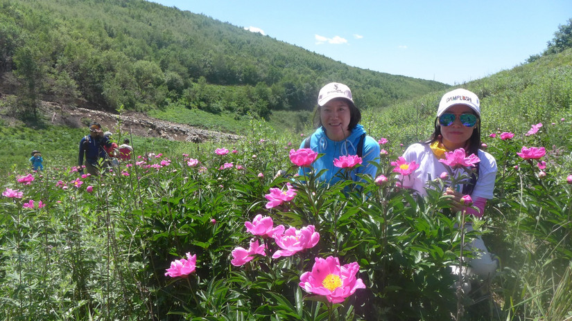 美丽芍药谷,云雾缭绕人间仙境芍药谷