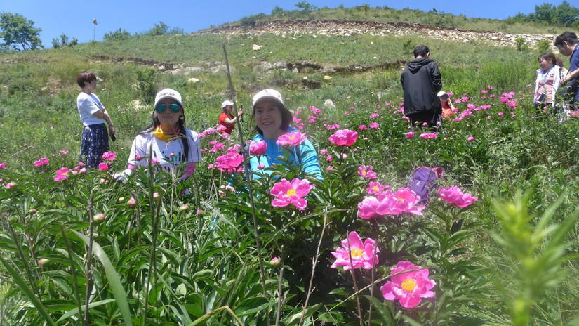 美丽芍药谷,云雾缭绕人间仙境芍药谷