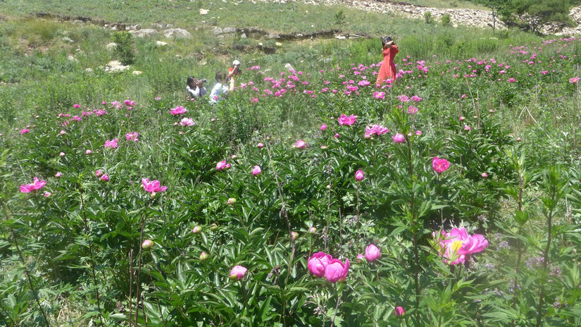 美丽芍药谷,云雾缭绕人间仙境芍药谷