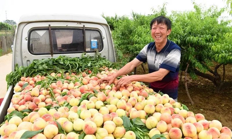 河南孟津农产品,孟津农产品电子商务