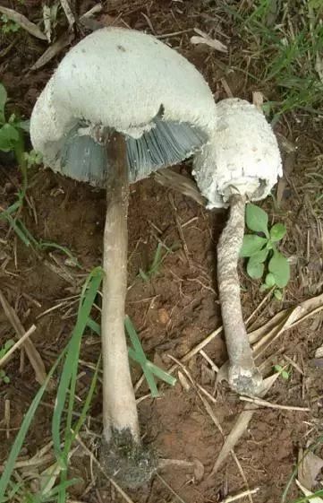 云南吃菌中毒分布图,云南吃菌中毒最新统计