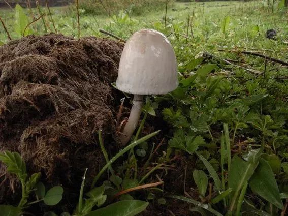 云南吃菌中毒分布图,云南吃菌中毒最新统计