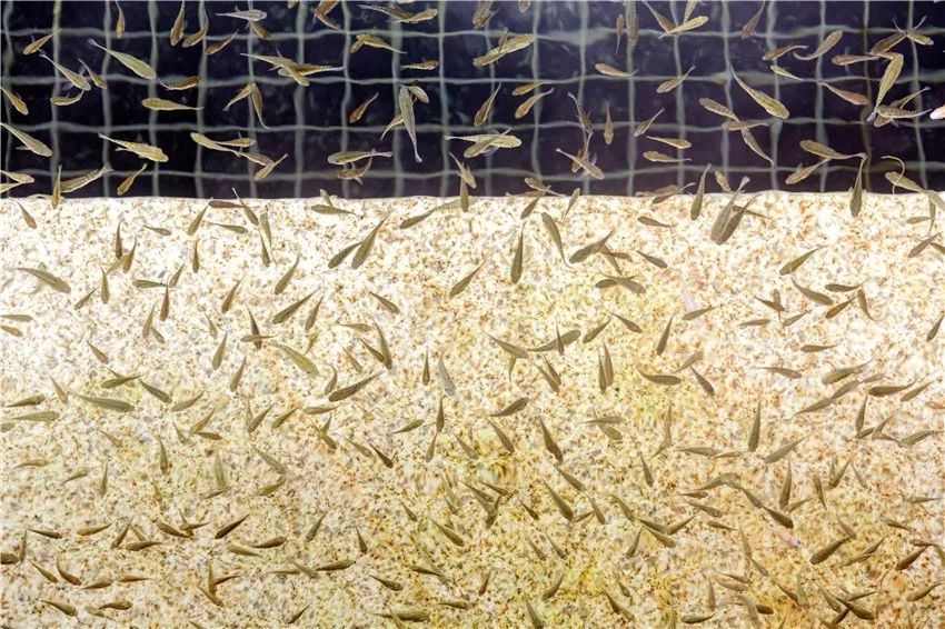 又挖到个21℃的清凉山城，还藏着人均¥300+就能入住的浙南“小星野”，仅限200套