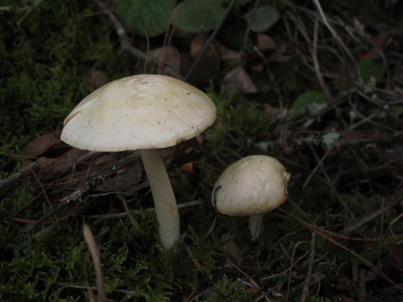 云南吃菌中毒分布图,云南吃菌中毒最新统计