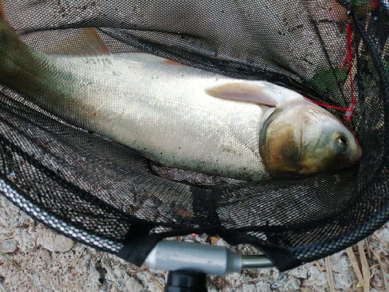 海竿篇：吟龙剑岀鞘擒鲢显风骚