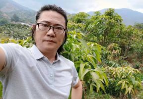 橡树|收拾散落在南高原的日照——金煌芒果挂枝待售