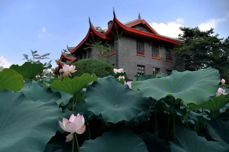 成都亲子游学7日游,成都游学旅游攻略