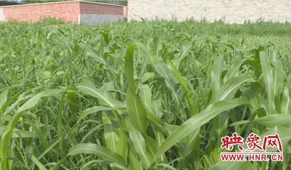 淮滨：致富新法子生财有门“鹿”