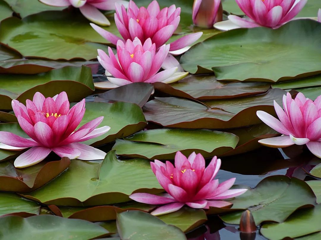 睡莲养护方法教程图解简易,睡莲养护技巧如何养护睡莲