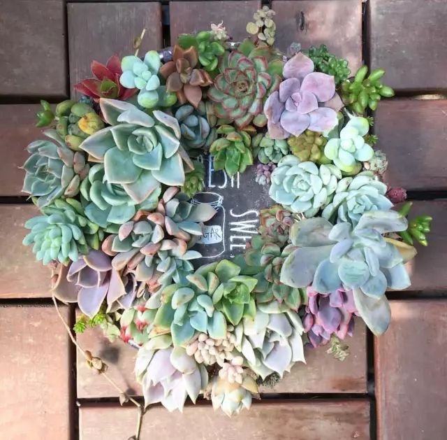 多肉怎么选泥土,多肉需要补充哪种肥料