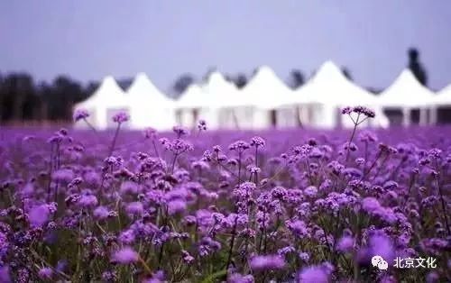 我叫北京，这是我最新的简历，请多关照