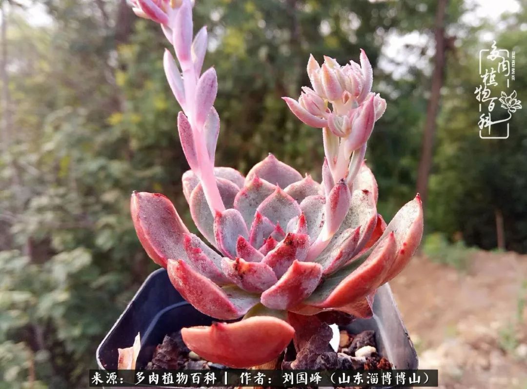 夏季多肉褪色前后对比,聊聊多肉夏季如何防护