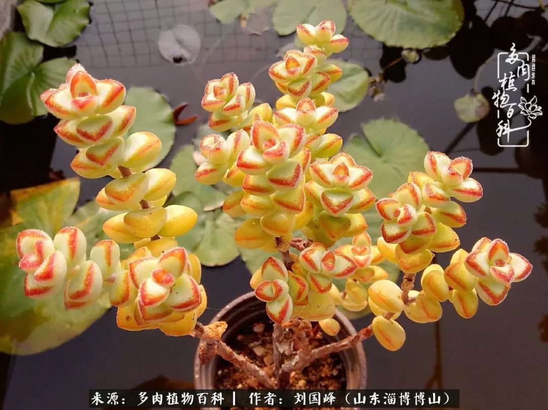 夏季多肉褪色前后对比,聊聊多肉夏季如何防护