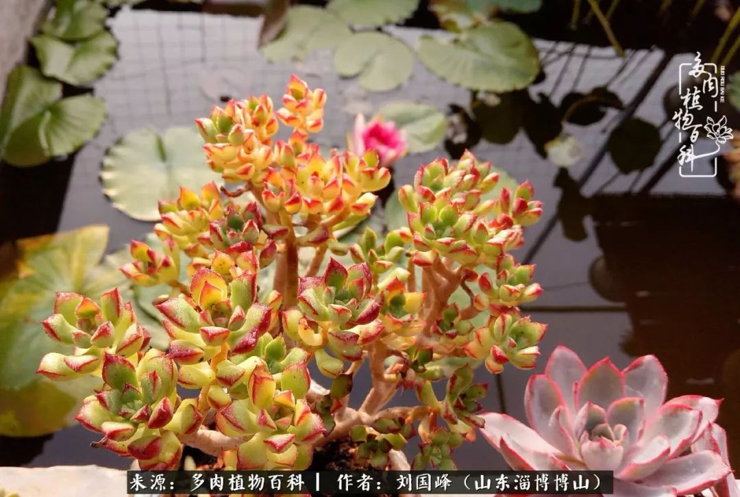 夏季多肉褪色前后对比,聊聊多肉夏季如何防护