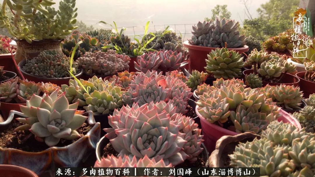 夏季多肉褪色前后对比,聊聊多肉夏季如何防护