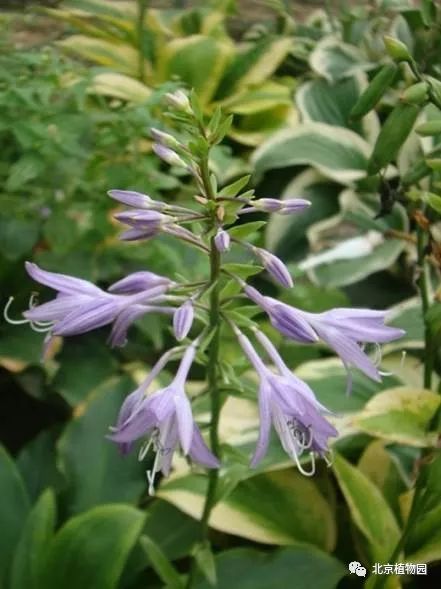 最耐寒的玉簪品种,北京植物园园艺