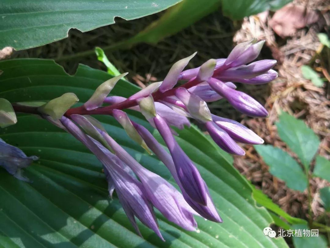 最耐寒的玉簪品种,北京植物园园艺