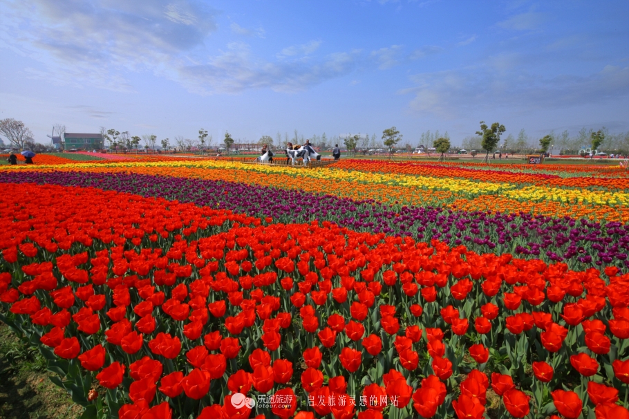 荷兰郁金香花海在哪个地方,盐城大丰荷兰郁金香花海