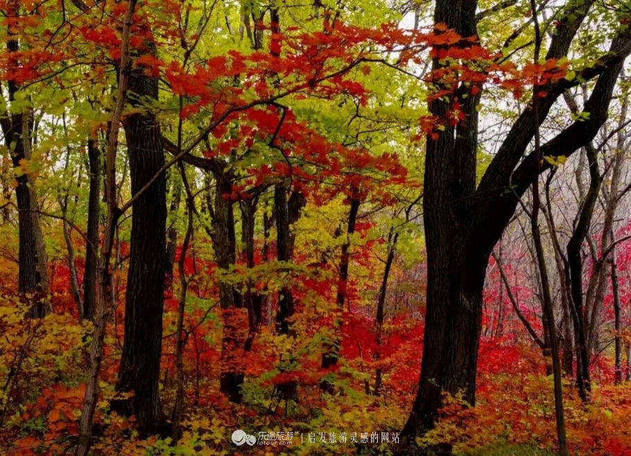 云岭深山自然美景,云岭野山参风景旅游区