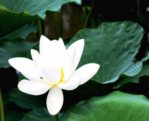 关于荷花唯美的诗句大全,最有意思的荷花诗词