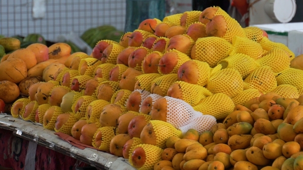 广州市水果市场热闹吗,广州水果市场有杨梅