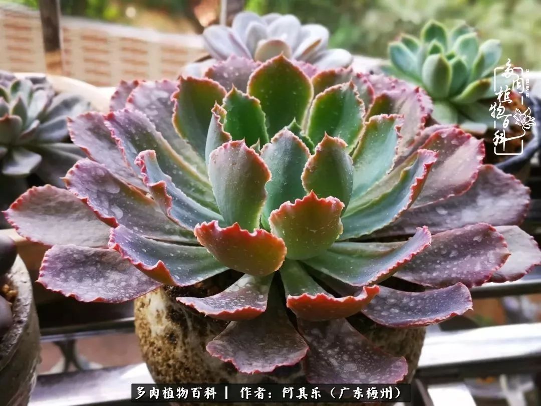 我的阳台“肉园”，看着它们，亦可醉生梦死了