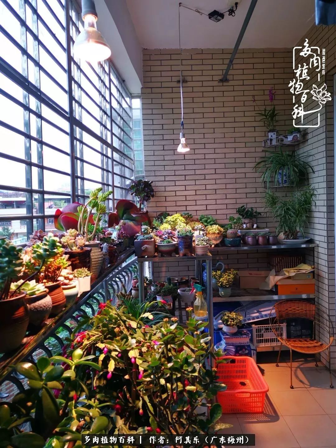 我的阳台“肉园”，看着它们，亦可醉生梦死了