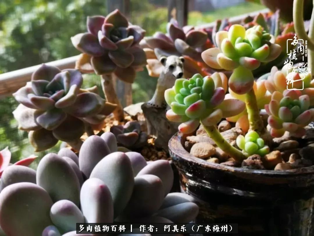 我的阳台“肉园”，看着它们，亦可醉生梦死了