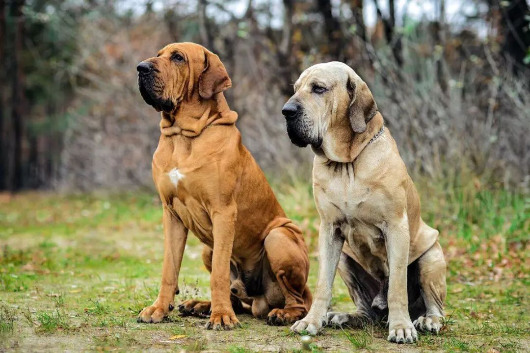12种爱犬领你参观它们的老家