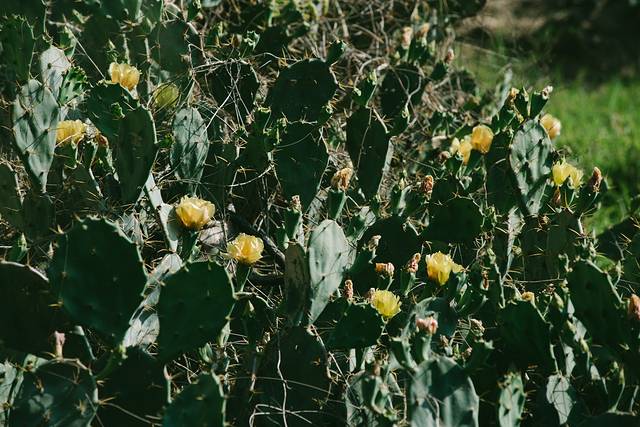大陆之南，粤西越美，被旅行者疏忽的处女地——雷州半岛