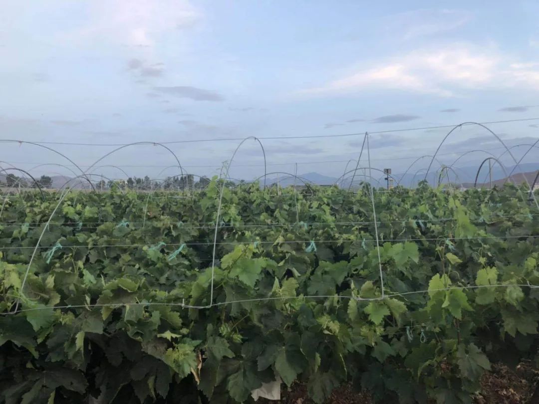 宾川县城加油,宾川加油站活动