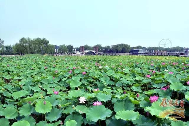 夏天情侣约会合适去的地方石家庄,石家庄合适情侣约会的十大去处