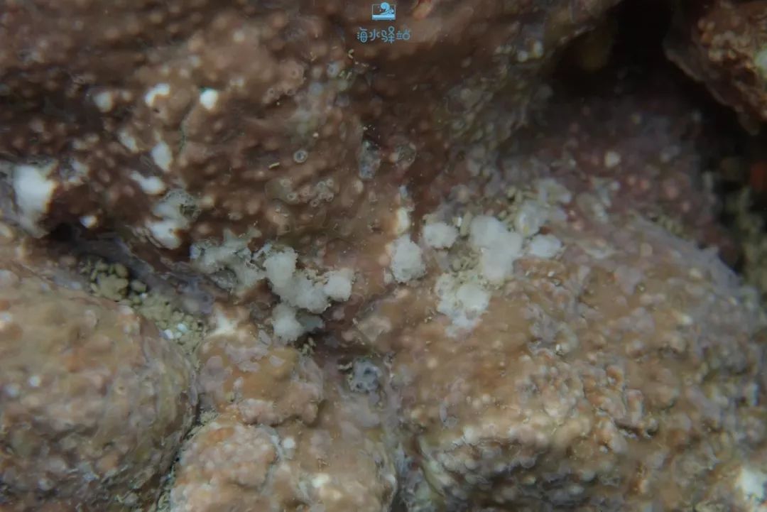 2019年我大学毕业后在日本开个海水店