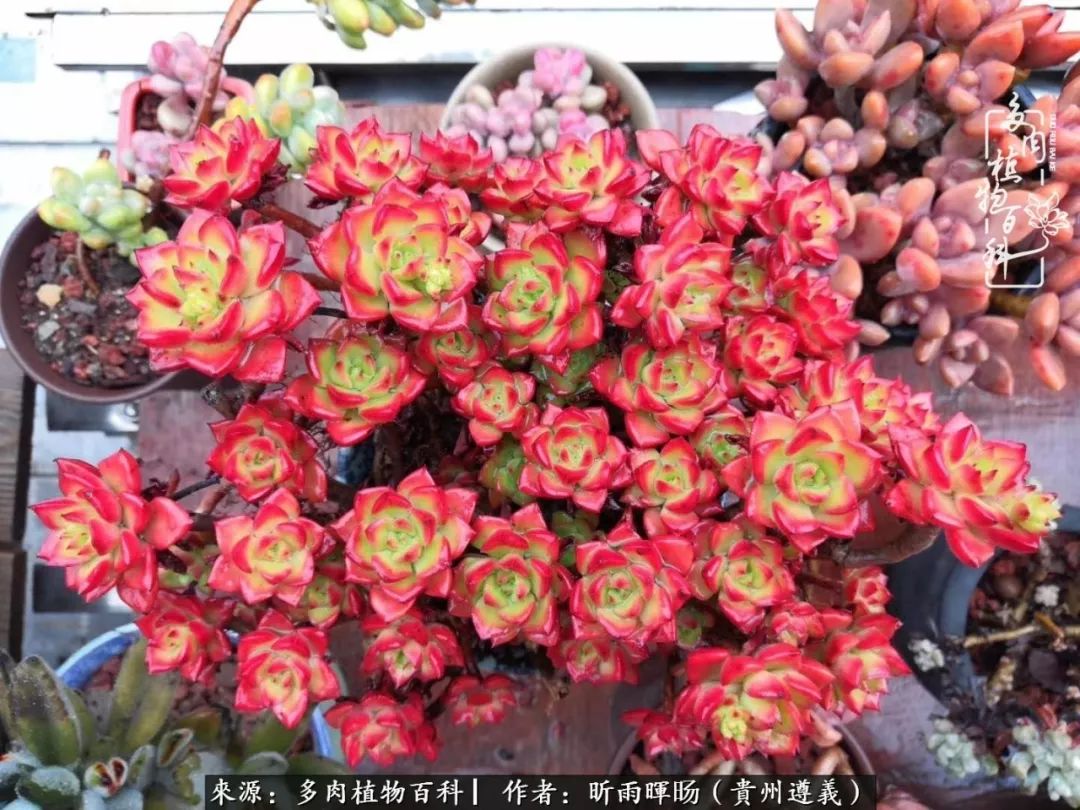 遇见多肉创作的原声,遇见多肉生活从此多了一份美好