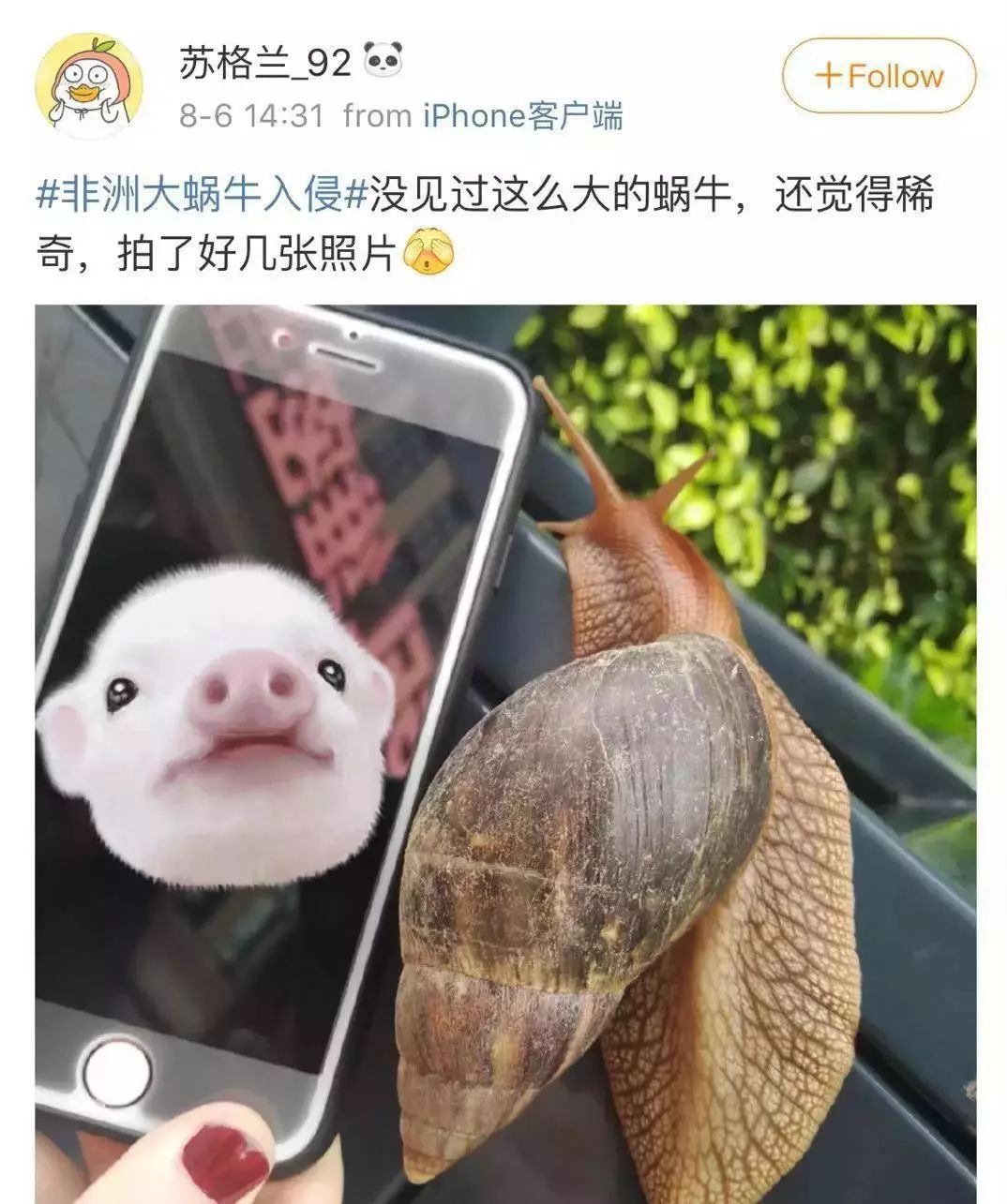 雨后常见的大蜗牛有什么危害,深圳雨后的大蜗牛是保护动物吗