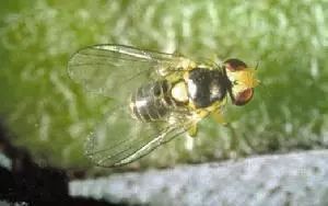 最全蔬菜害虫图谱,蔬菜常见害虫高清图片