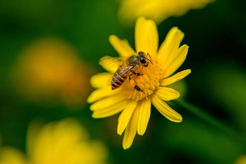 新西兰好用的精华液,新西兰最好用的精华液